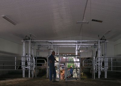 Cattle Milking Parlor