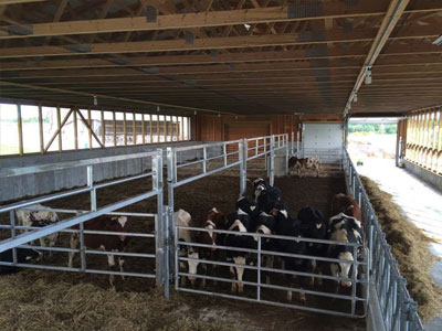 dairy and cattle stabling